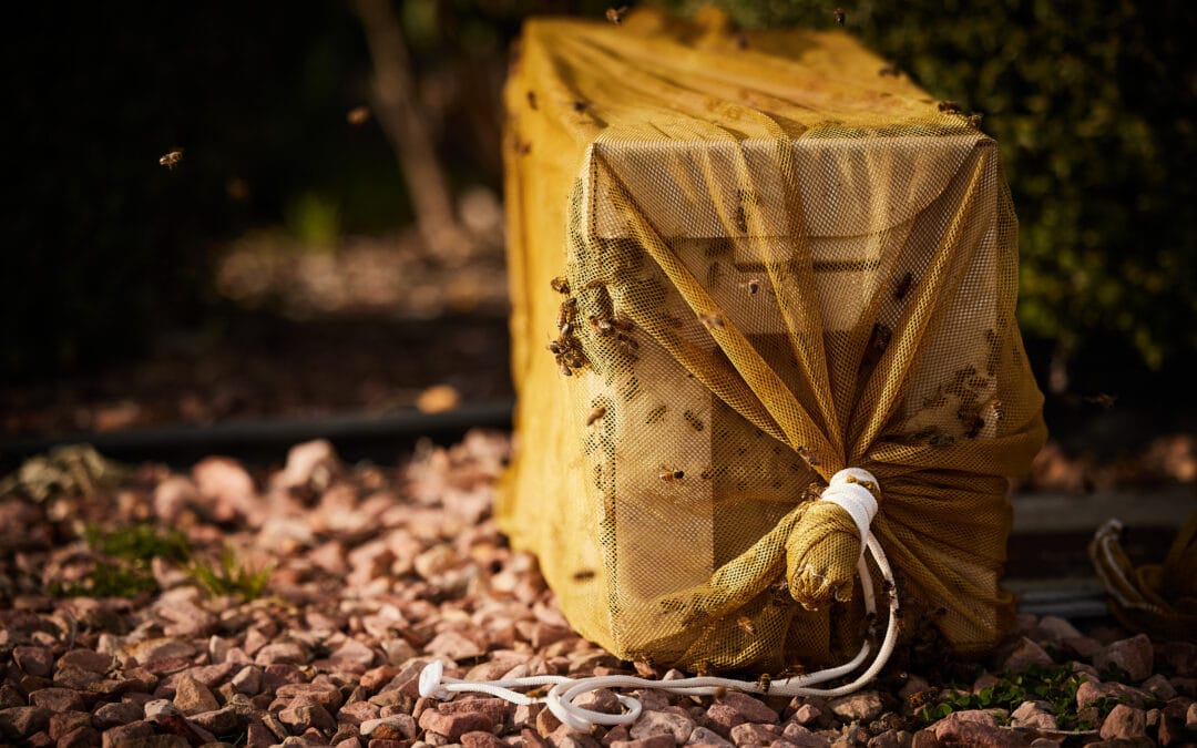 Relocating Bee Hives